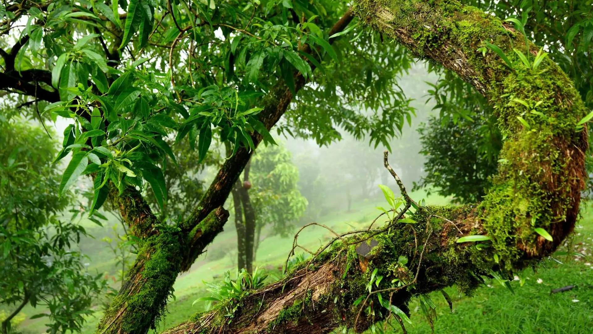 Camelot Resort Munnar